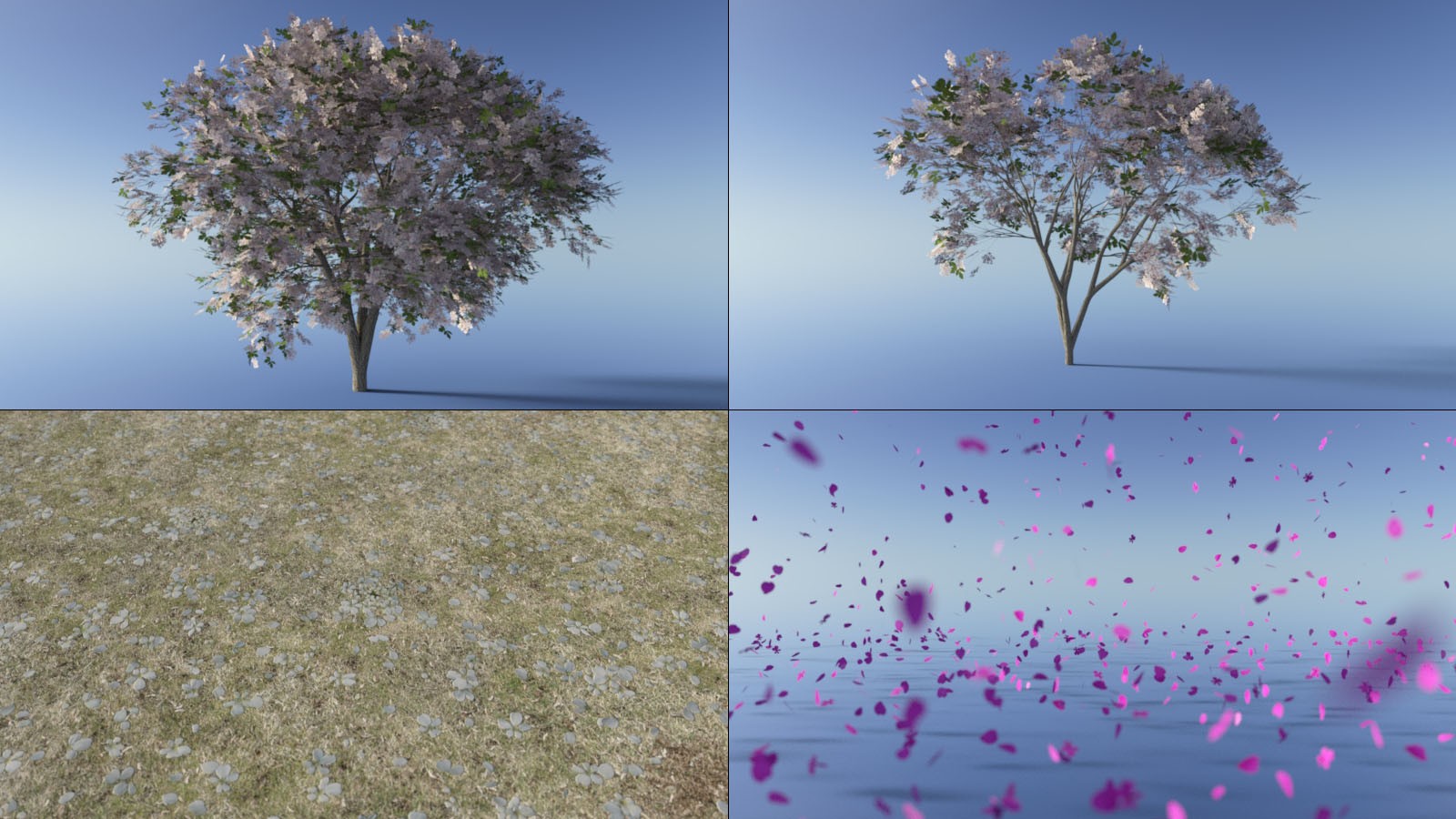 Photo Plants: Cherry Blossom by N/A