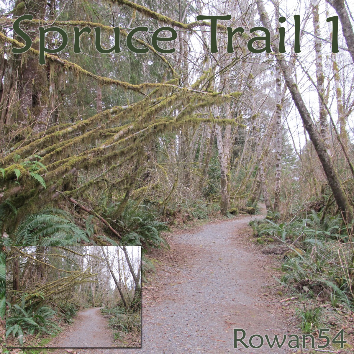 Spruce Trail 1 by N/A