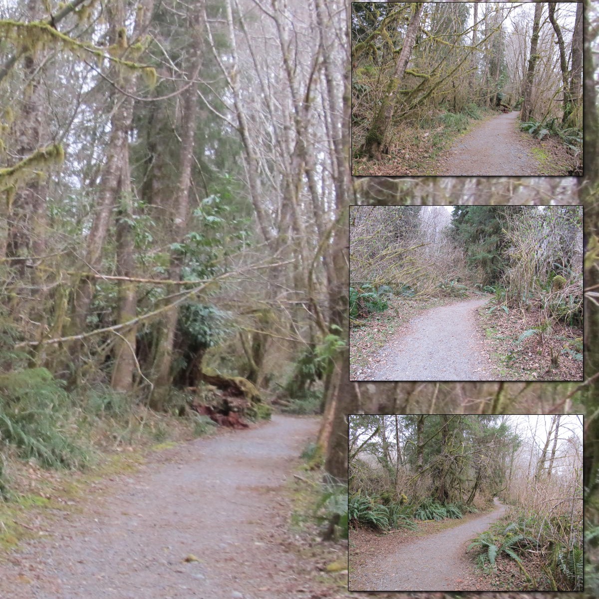 Spruce Trail 1 by N/A