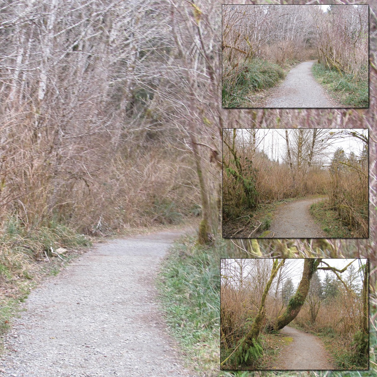 Spruce Trail 1 by N/A
