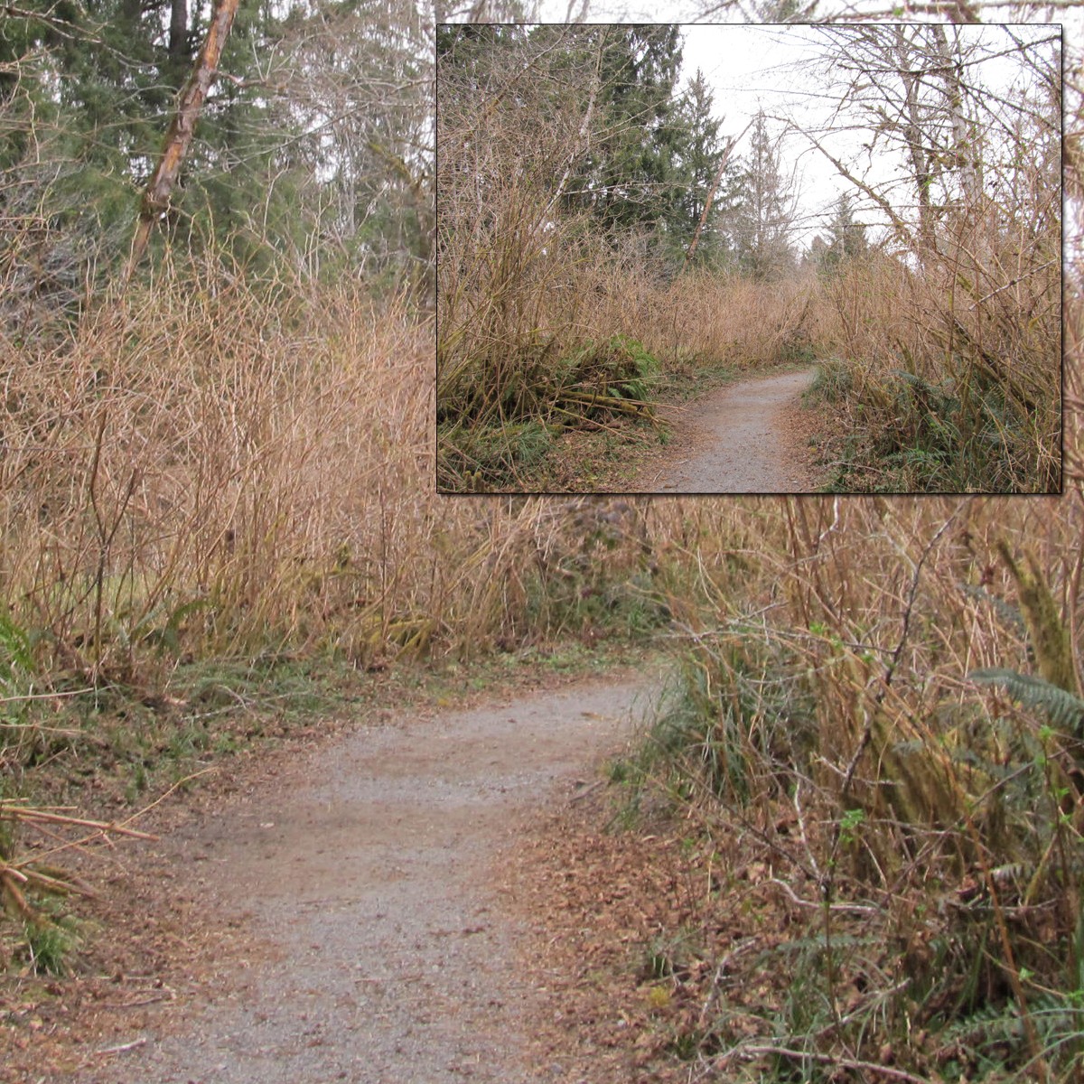 Spruce Trail 1 by N/A