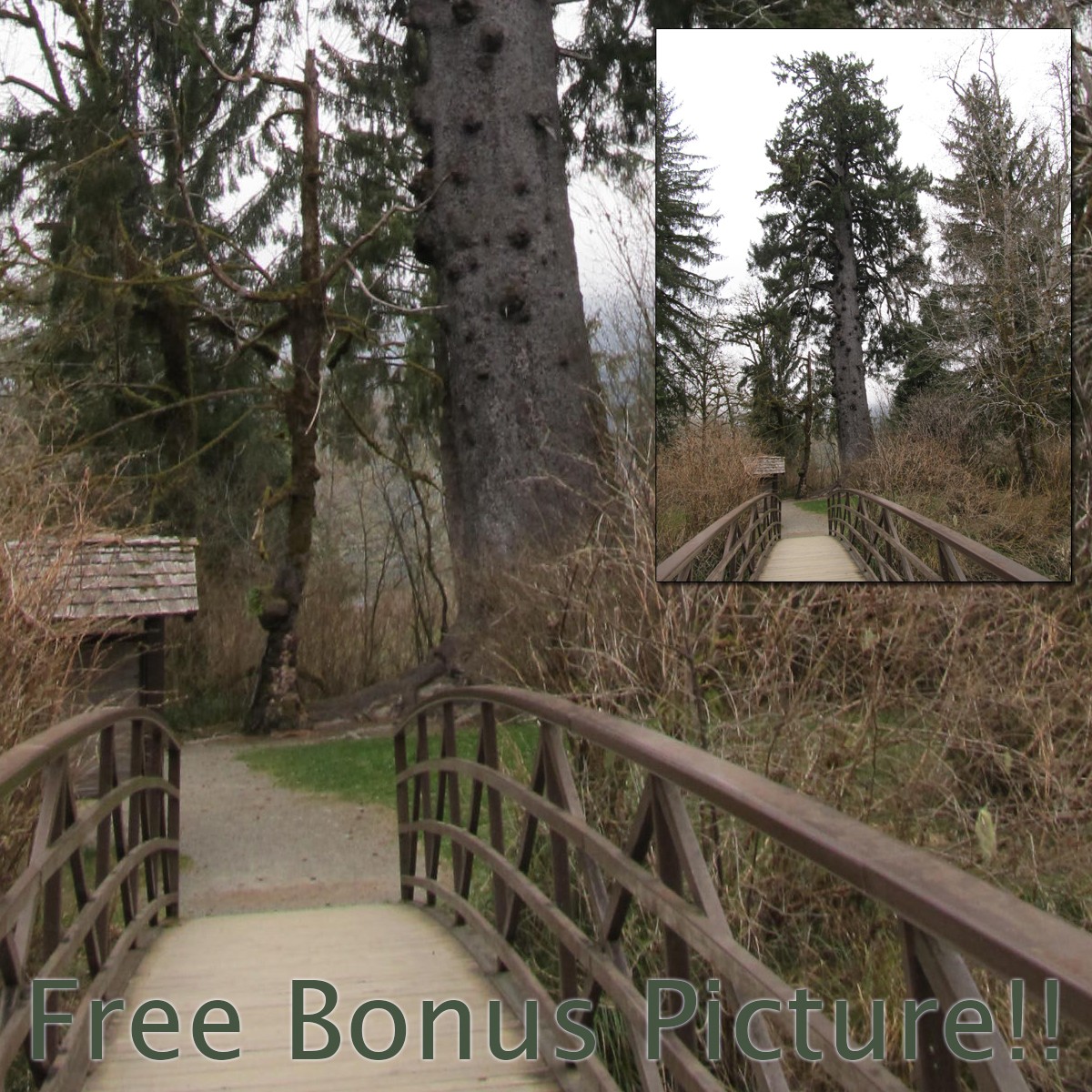 Spruce Trail 1 by N/A