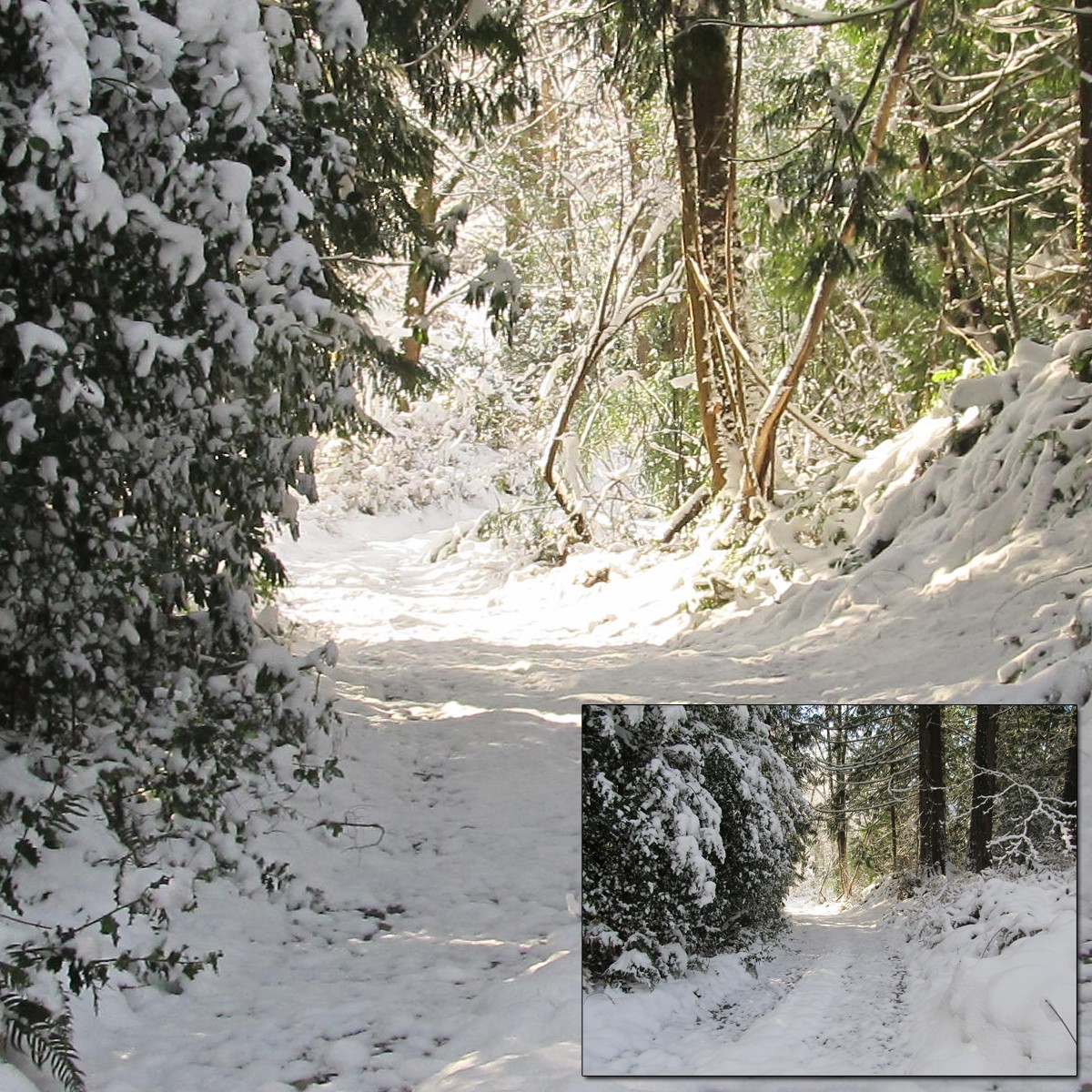 Snowy Trail 2 by N/A