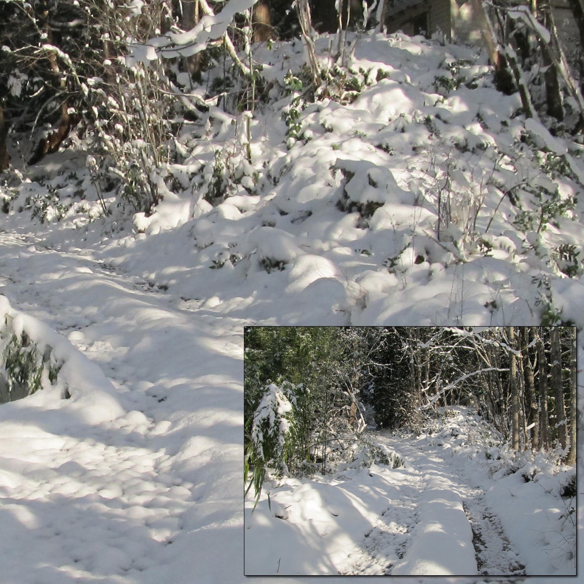 Snowy Trail 2 by N/A