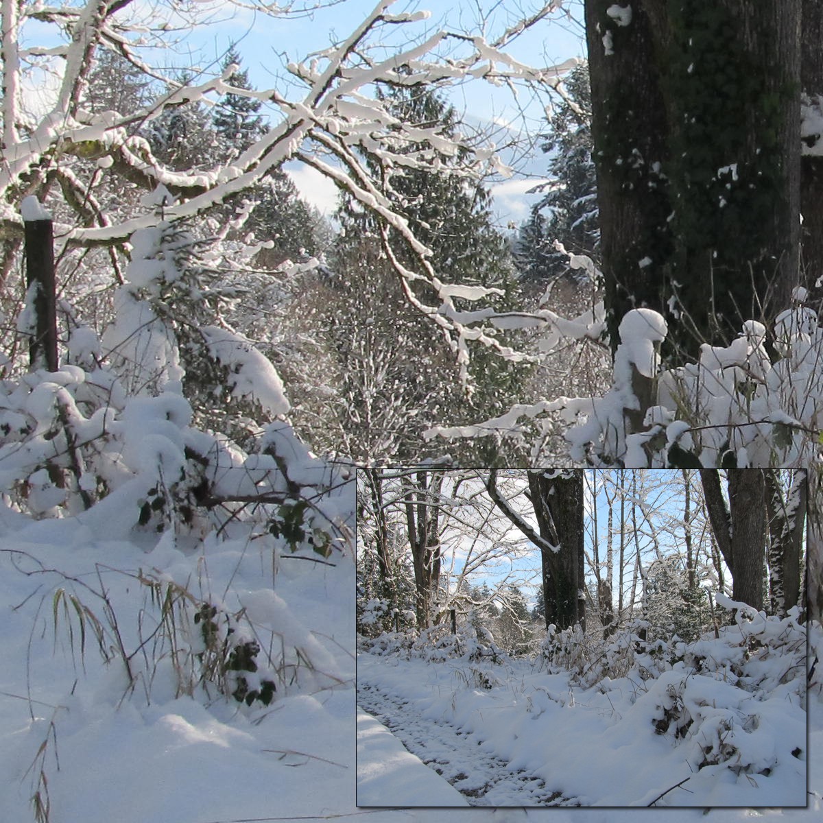 Snowy Trail 2 by N/A