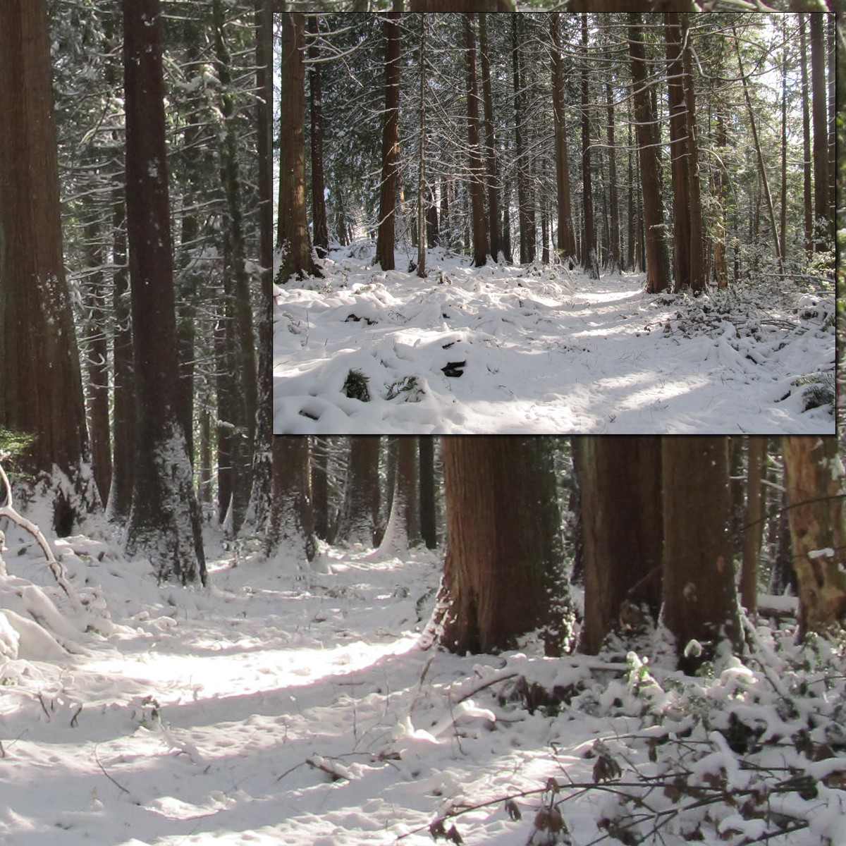 Snowy Trail 2 by N/A