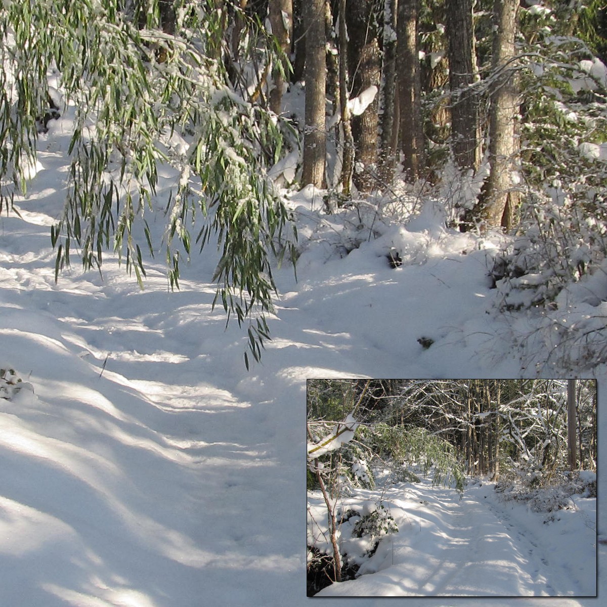 Snowy Trail 2 by N/A