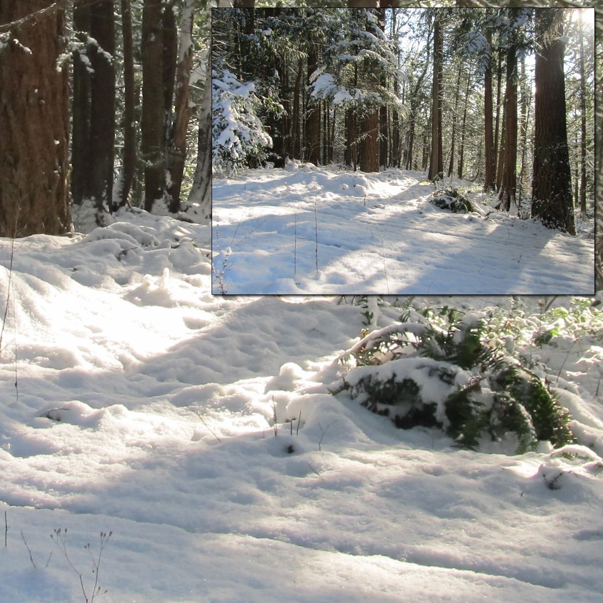 Snowy Trail 2 by N/A