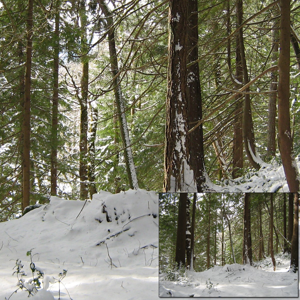 Sun on Snow 2 by N/A