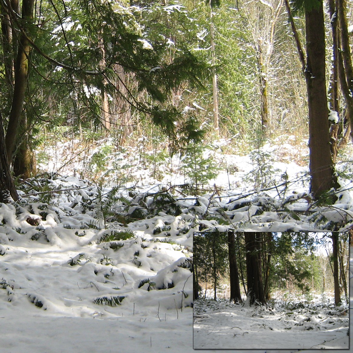 Sun on Snow 2 by N/A