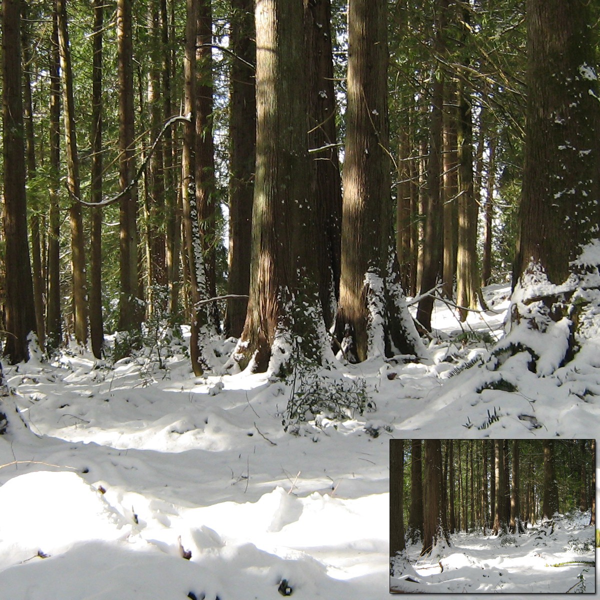 Sun on Snow 2 by N/A