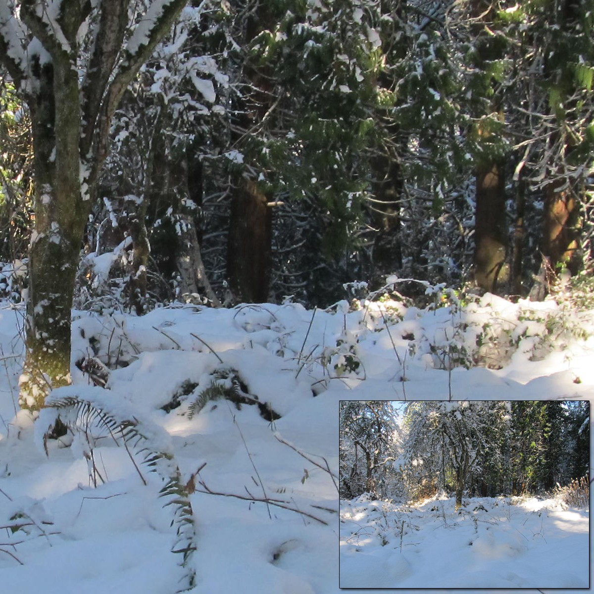 Sun on Snow 2 by N/A