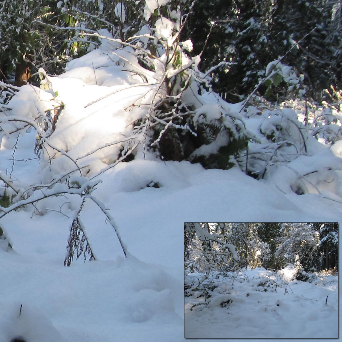 Sun on Snow 2 by N/A