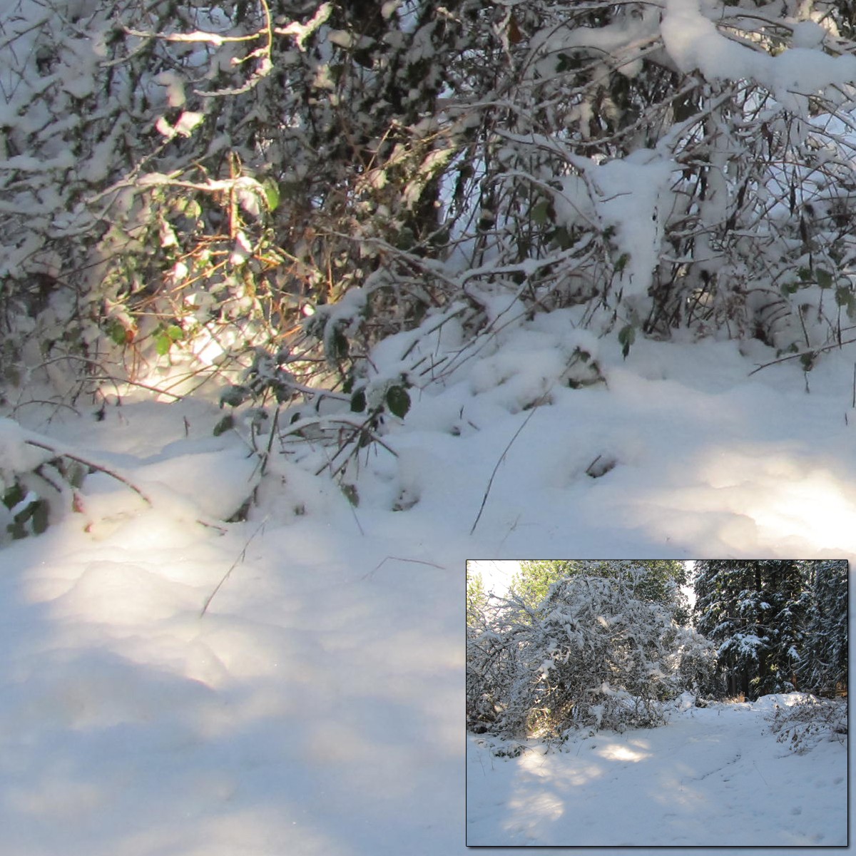 Sun on Snow 2 by N/A