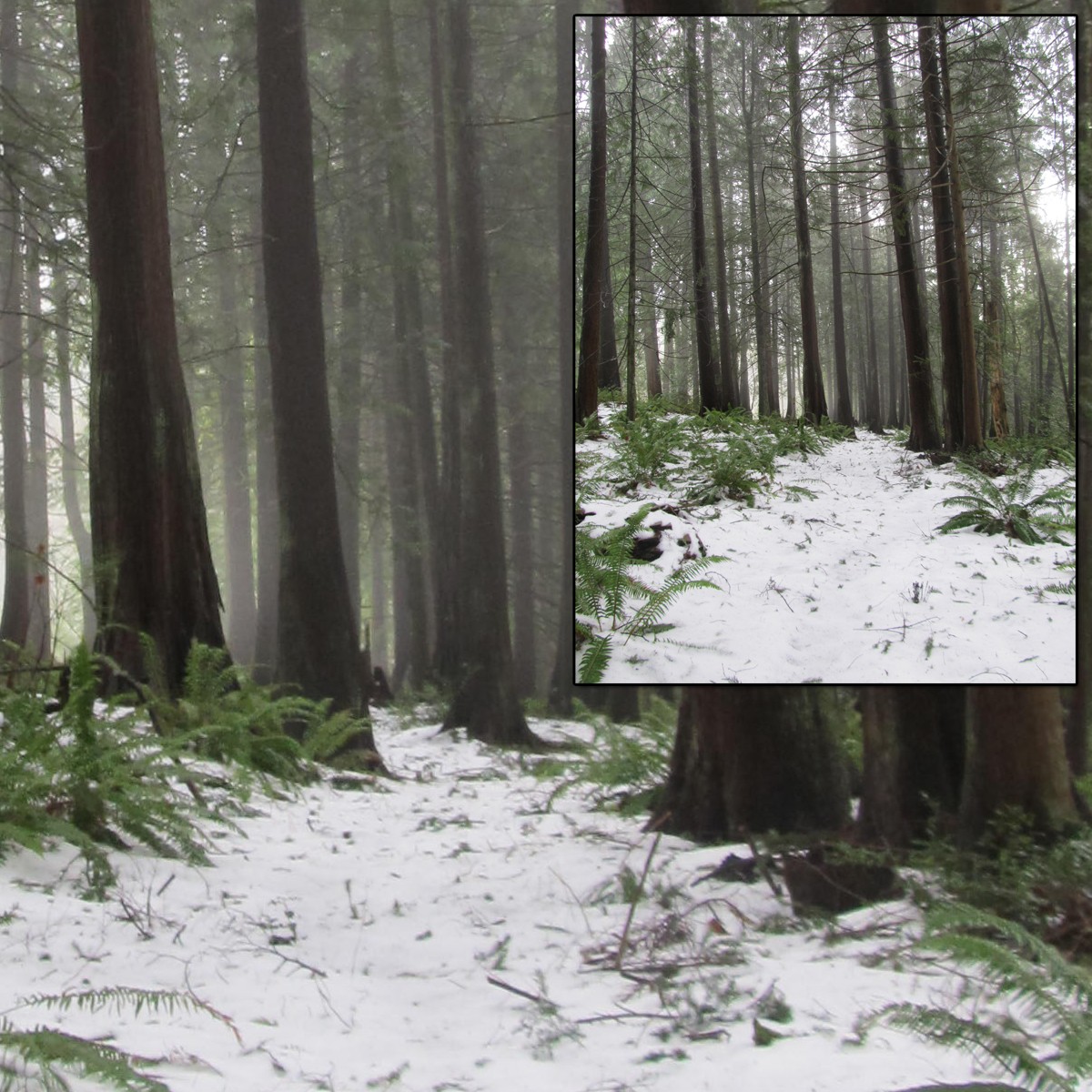 Snowy Woods 3 by N/A