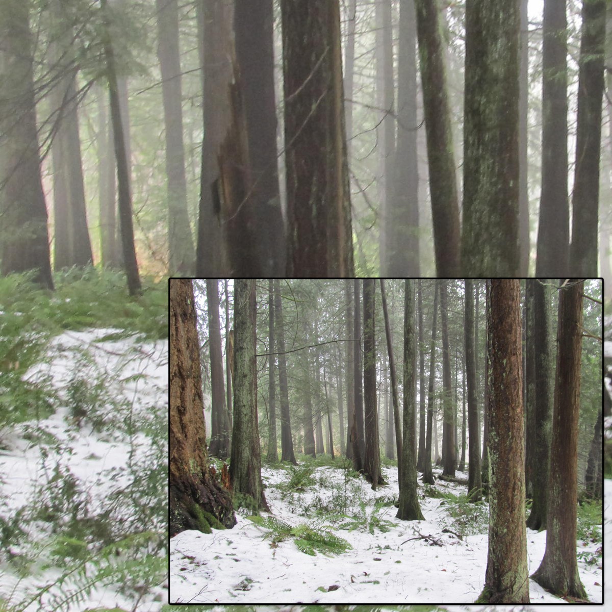 Snowy Woods 3 by N/A