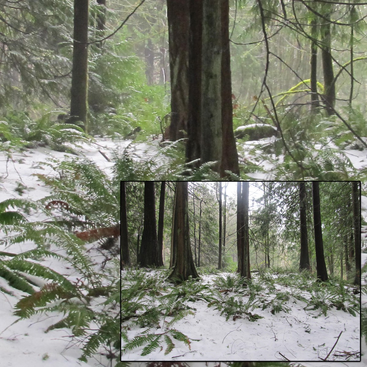 Snowy Woods 3 by N/A