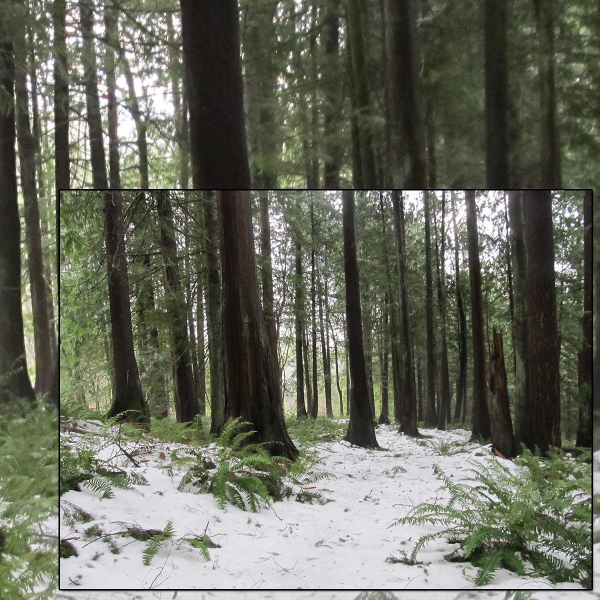 Snowy Woods 3 by N/A