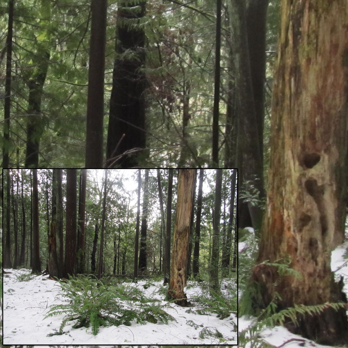 Snowy Woods 3 by N/A