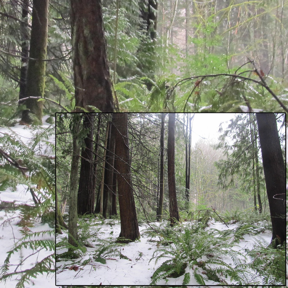 Snowy Woods 3 by N/A