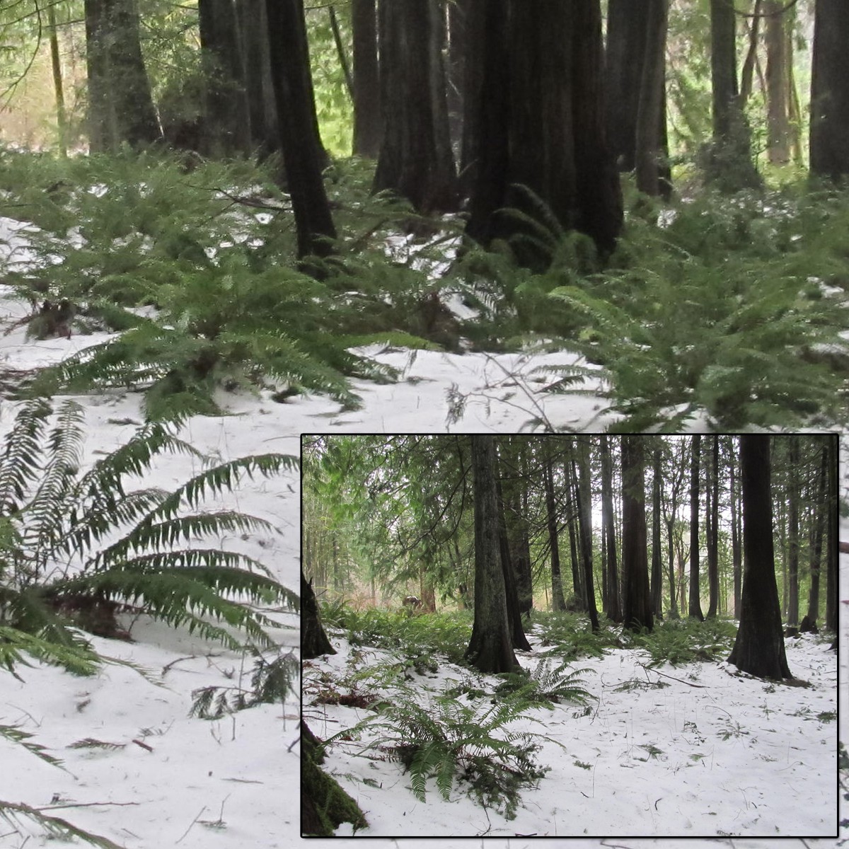 Snowy Woods 3 by N/A