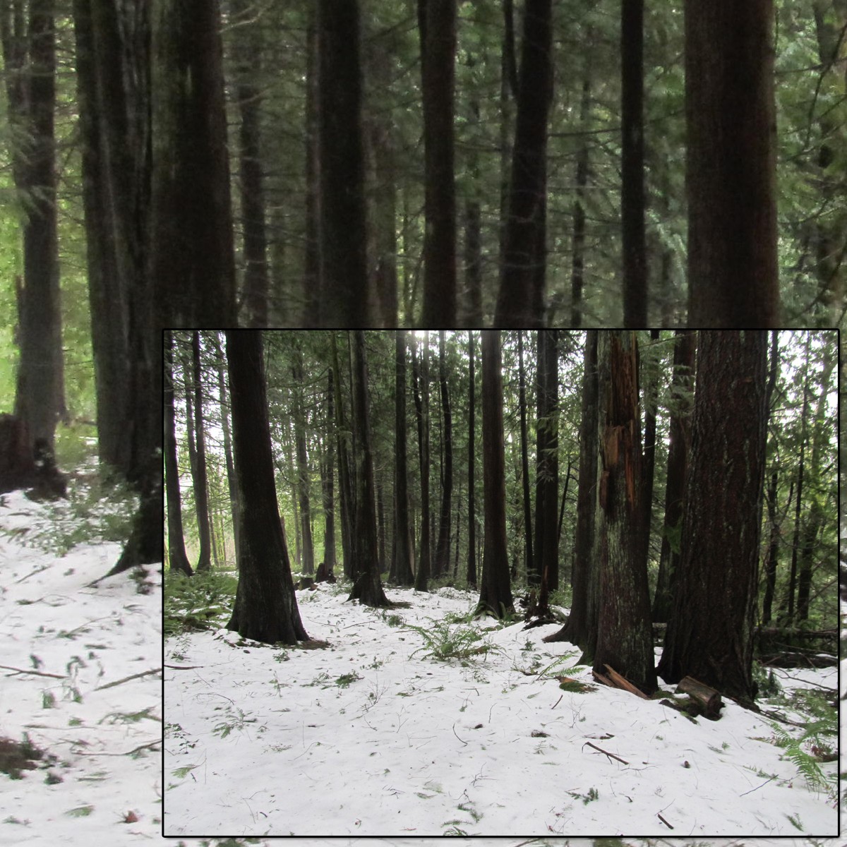 Snowy Woods 3 by N/A