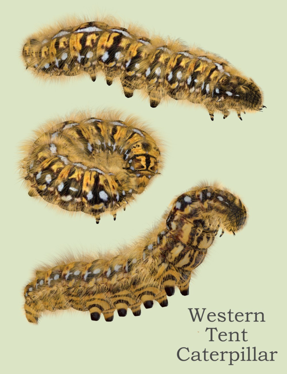 Nature's Wonders Caterpillars of the World Vol. 1 by N/A