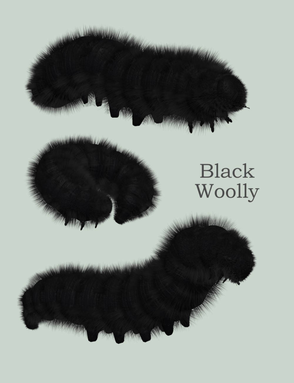 Nature's Wonders Caterpillars of the World Vol. 1 by N/A