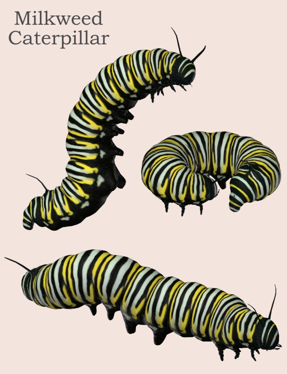 Nature's Wonders Caterpillars of the World Vol. 1 by N/A