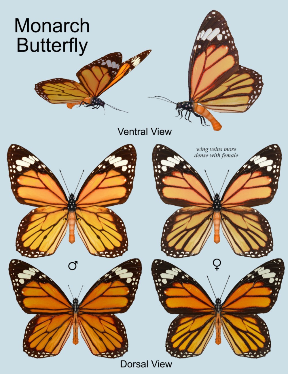 Nature's Wonders Butterflies by N/A