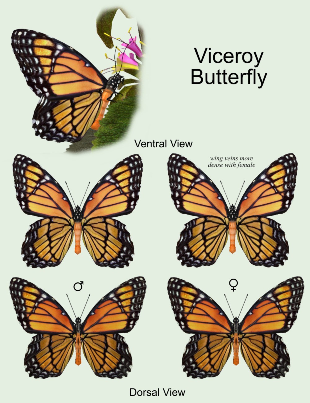 Nature's Wonders Butterflies by N/A