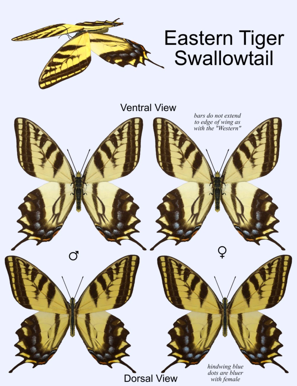Nature's Wonders Butterflies by N/A