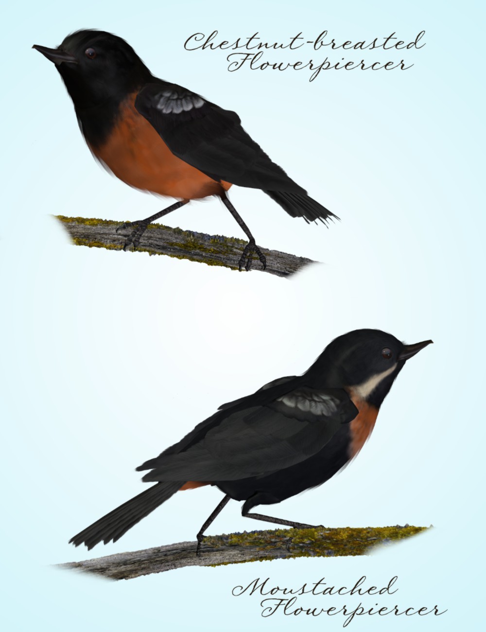 Songbird ReMix Flowerpiercers & Leaftossers by N/A