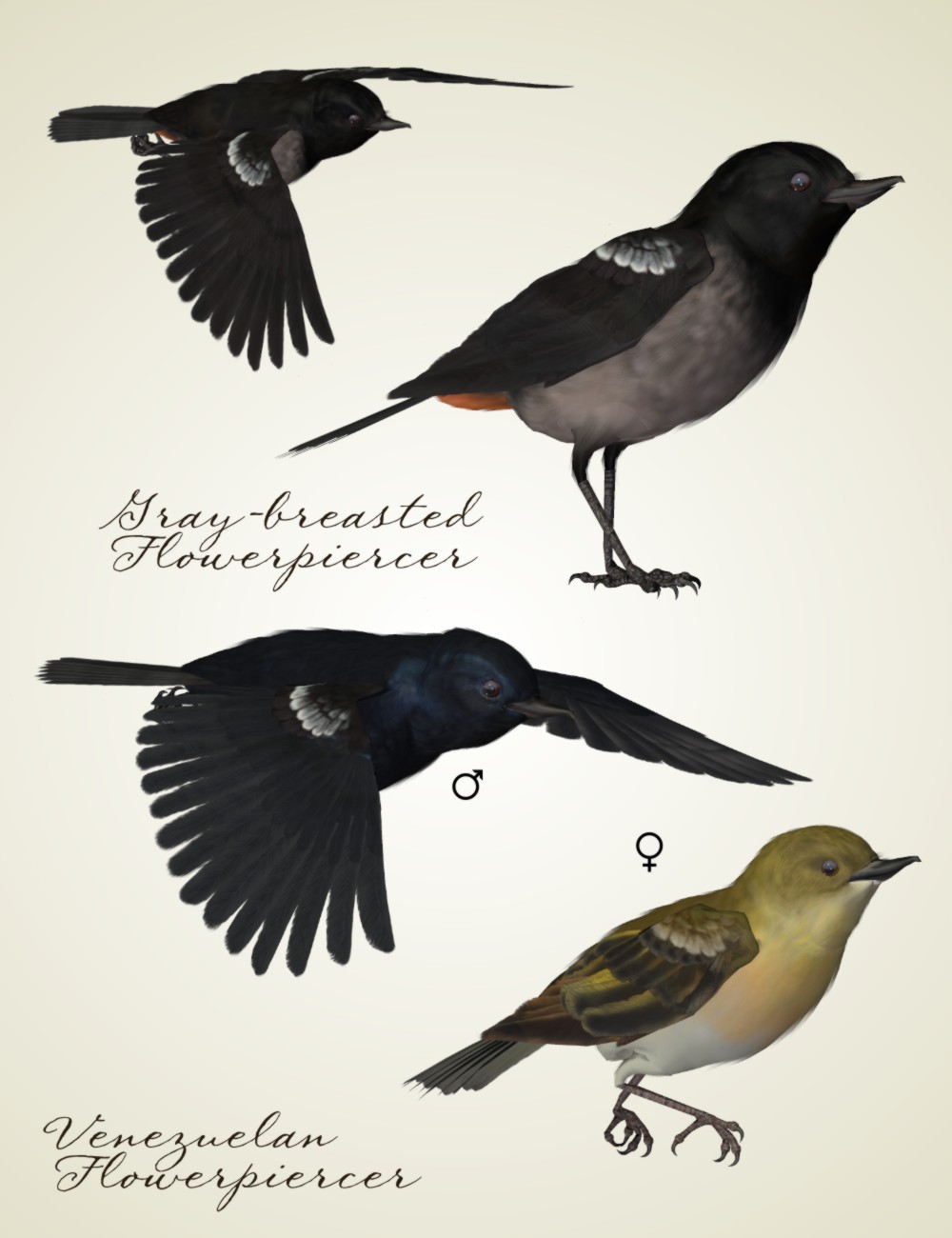 Songbird ReMix Flowerpiercers & Leaftossers by N/A
