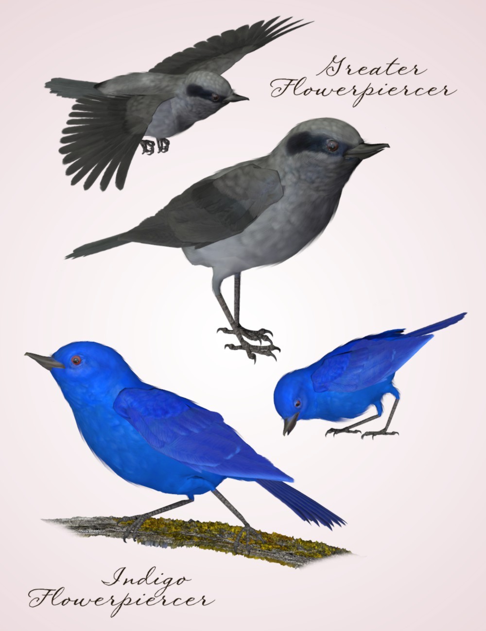 Songbird ReMix Flowerpiercers & Leaftossers by N/A