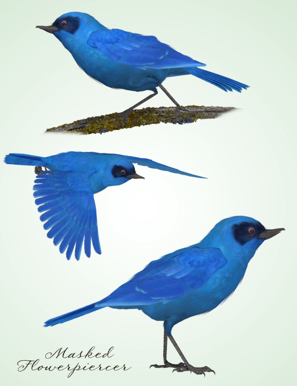 Songbird ReMix Flowerpiercers & Leaftossers by N/A