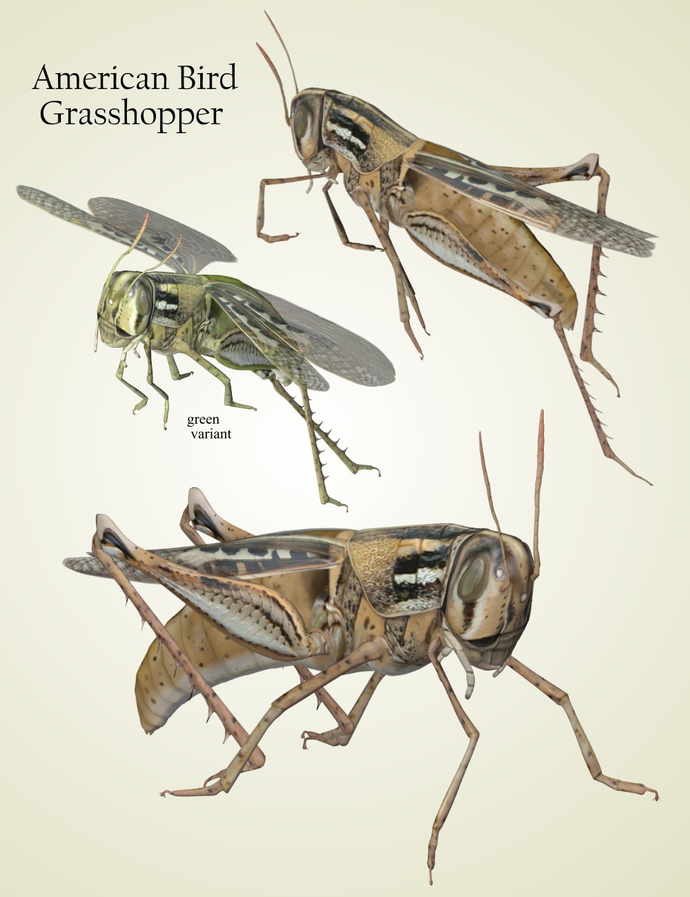 Nature's Wonders Grasshoppers by N/A