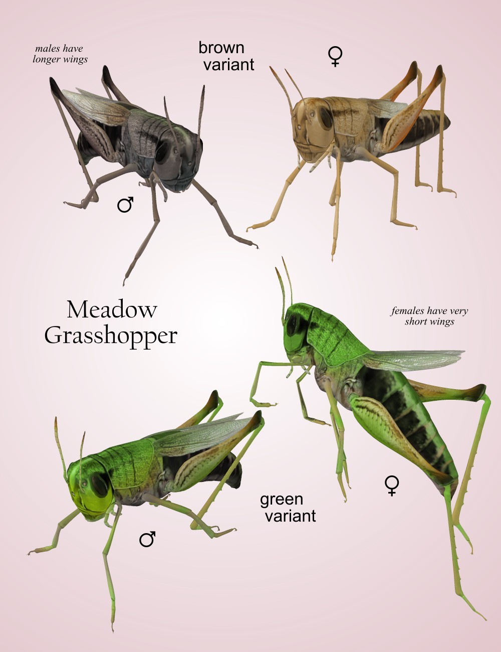 Nature's Wonders Grasshoppers by N/A