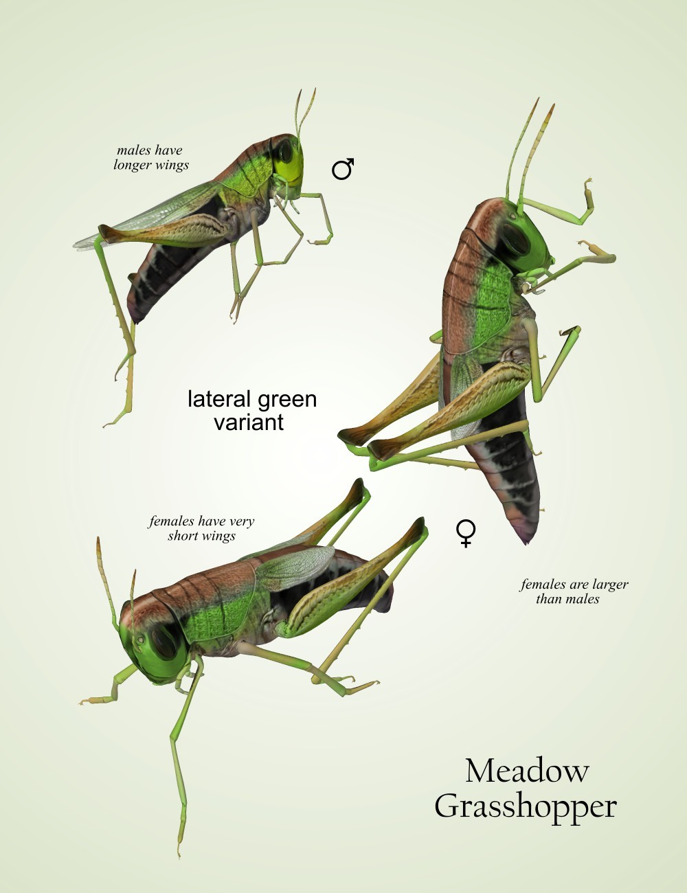 Nature's Wonders Grasshoppers by N/A