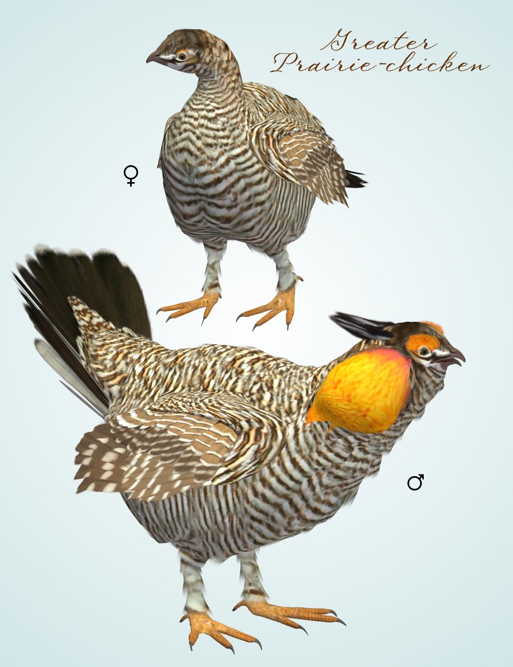 Songbird ReMix Prairie-chicken by N/A