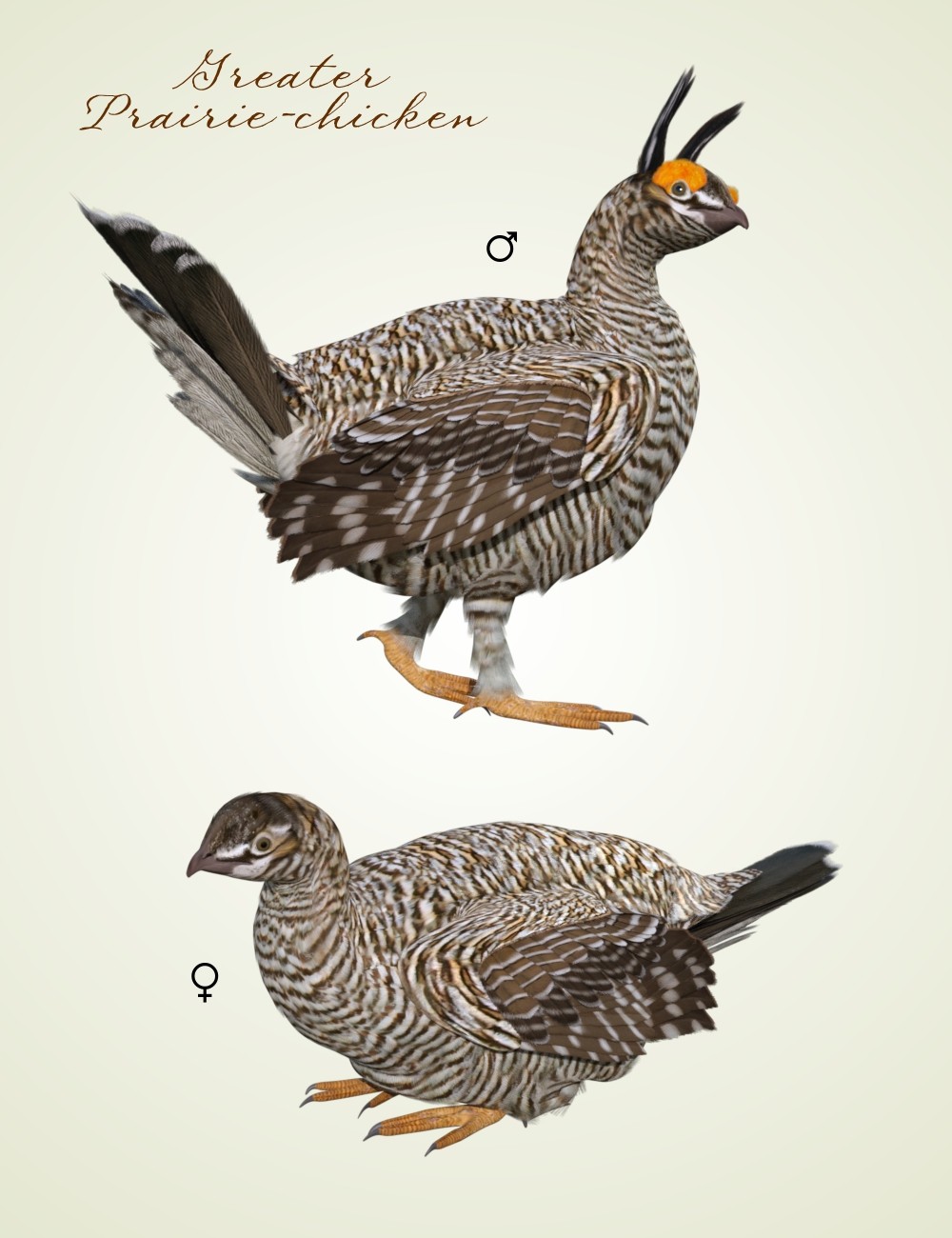 Songbird ReMix Prairie-chicken by N/A