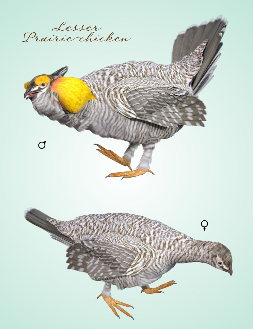 Songbird ReMix Prairie-chicken by N/A