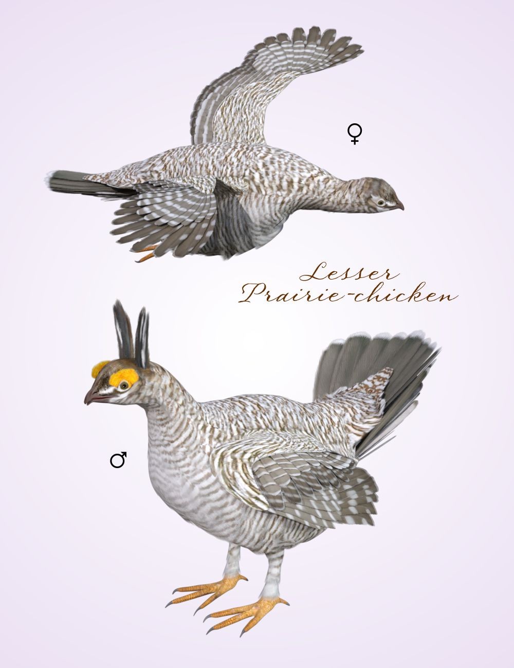 Songbird ReMix Prairie-chicken by N/A