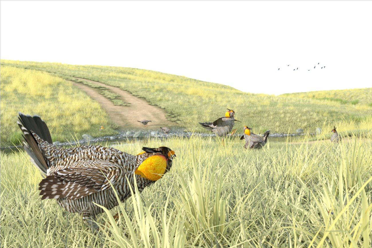 Songbird ReMix Prairie-chicken by N/A