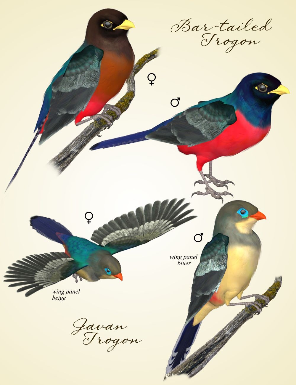Songbird ReMix Trogons by N/A