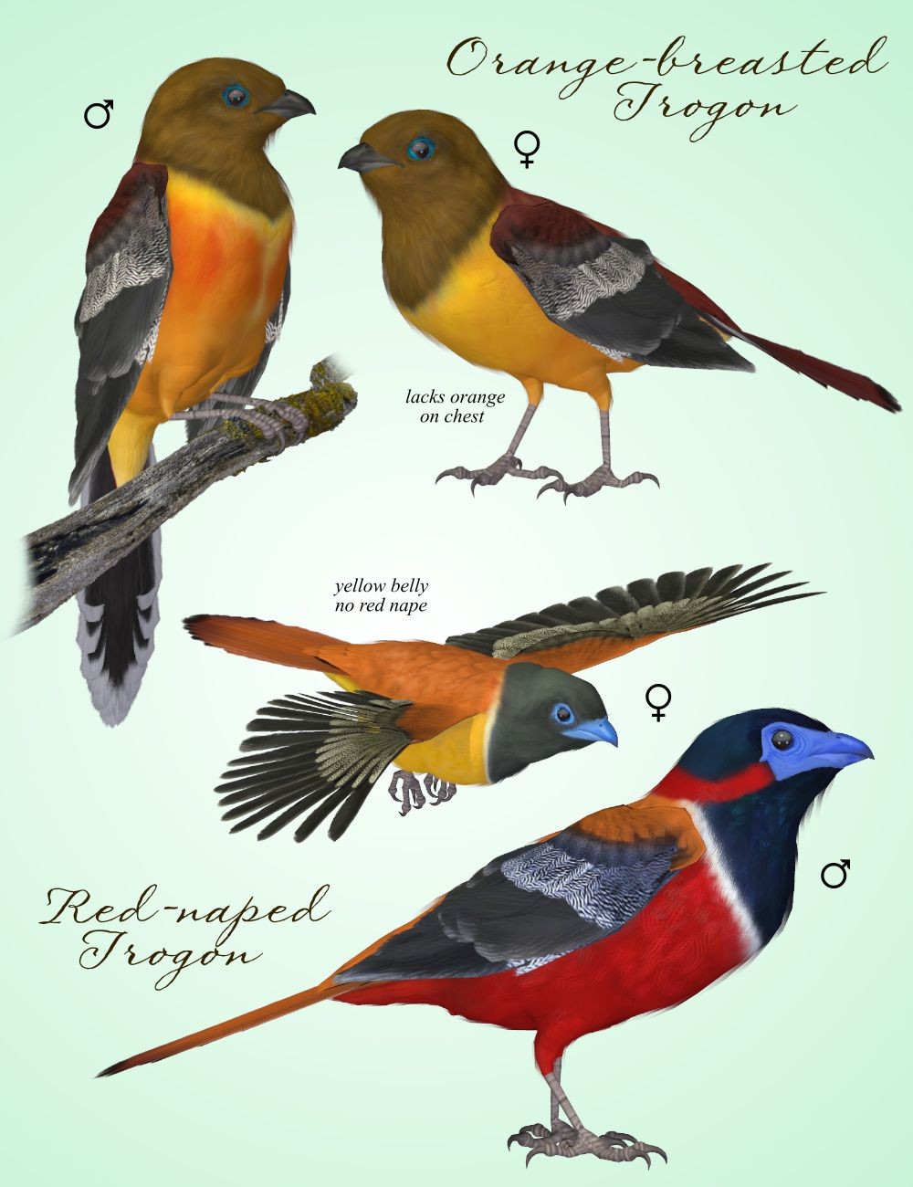Songbird ReMix Trogons by N/A