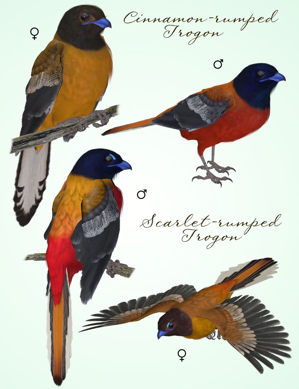 Songbird ReMix Trogons by N/A