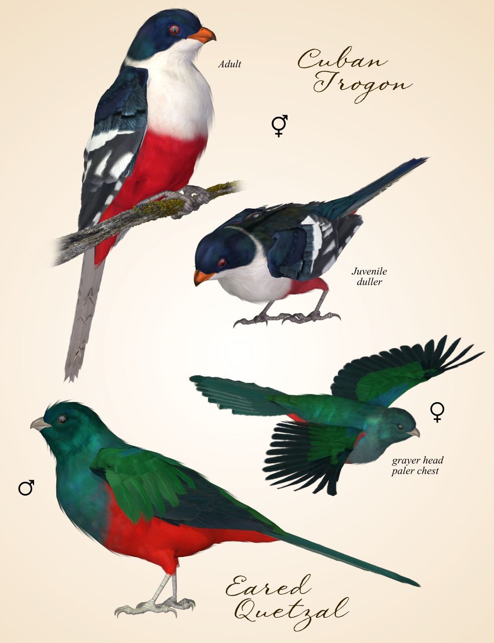 Songbird ReMix Trogons by N/A