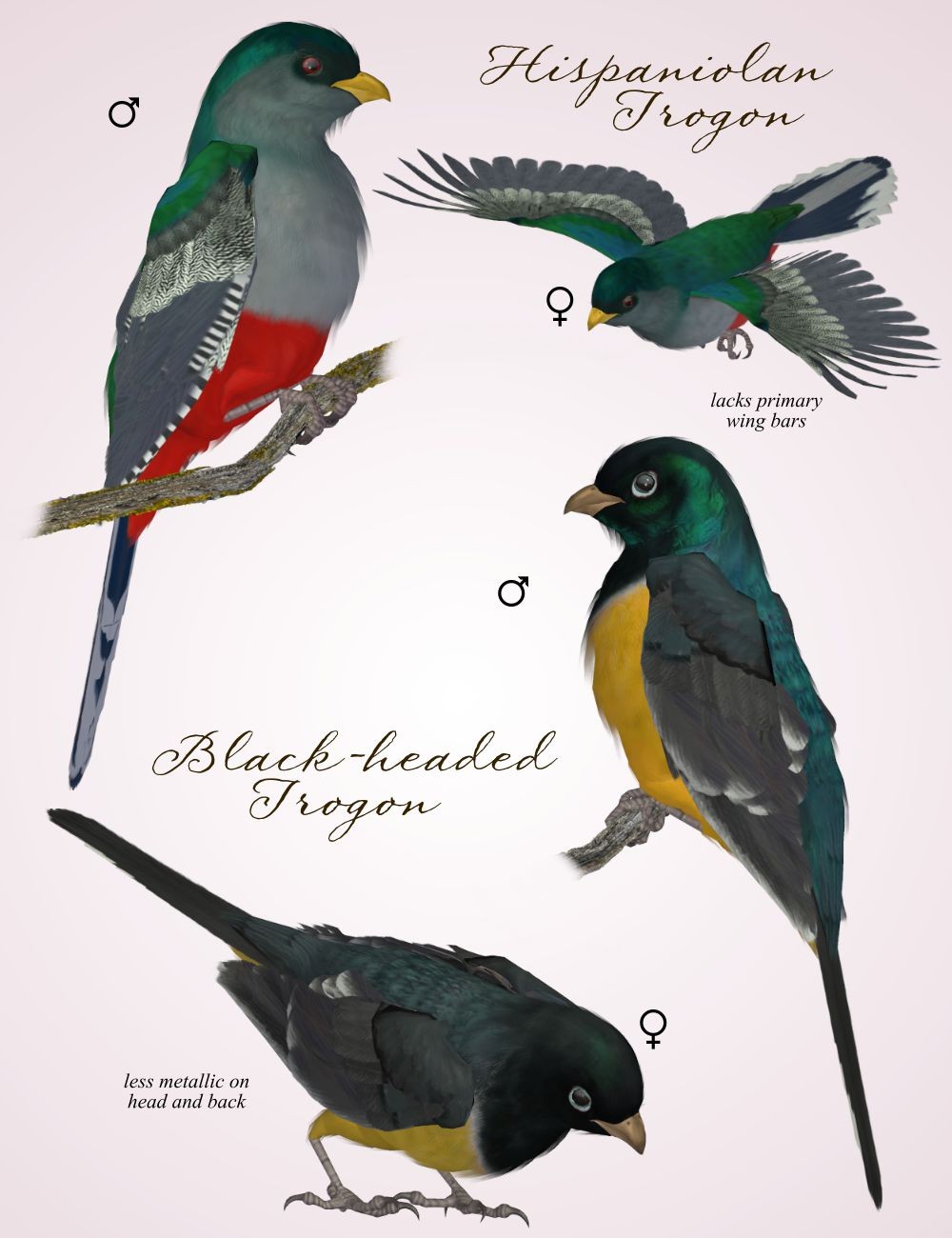 Songbird ReMix Trogons by N/A