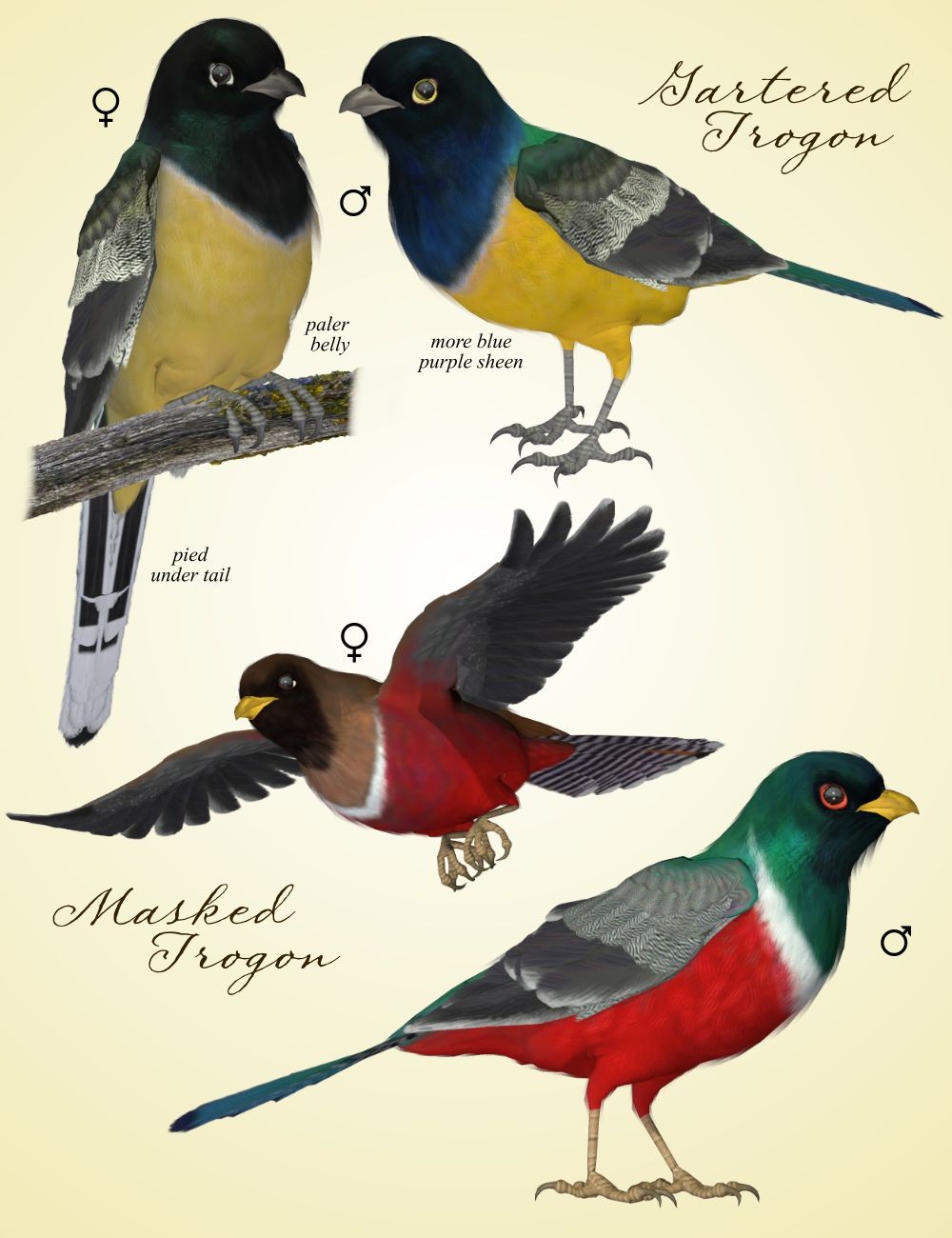 Songbird ReMix Trogons by N/A